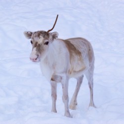 Baby Reindeer