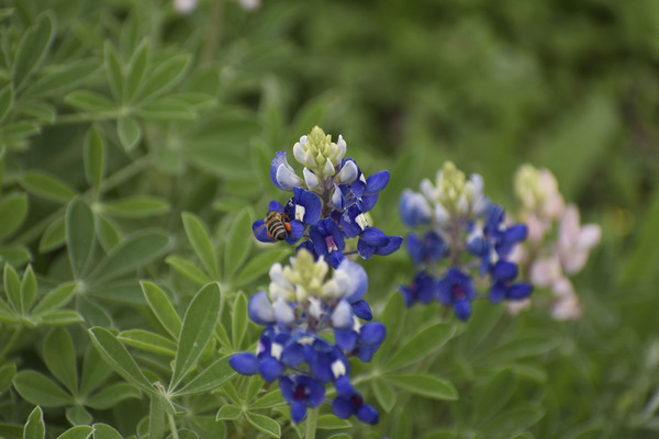 Bee on a Bluebonnet by Naturally Ambient Imagery