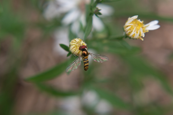 Creating Life by Naturally Ambient Imagery