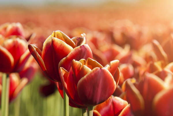 Dutch Red Tulips Close Up  by simowave