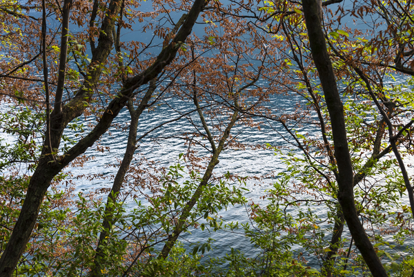 Trees against the lake by simowave
