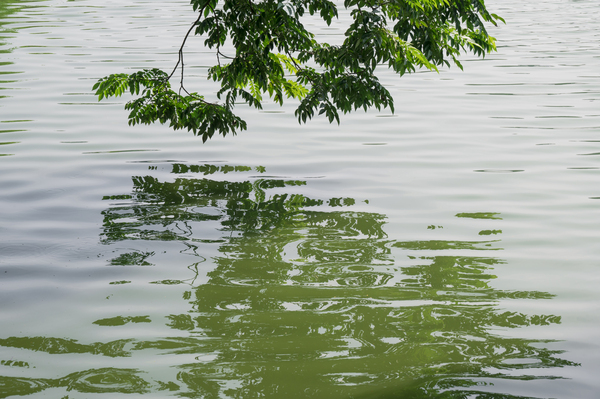 Green tree on the water by simowave