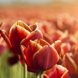 Dutch Red Tulips Close Up 