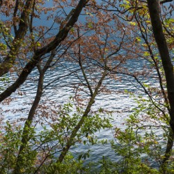 Trees against the lake