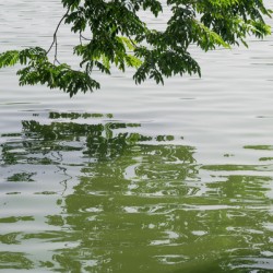 Green tree on the water