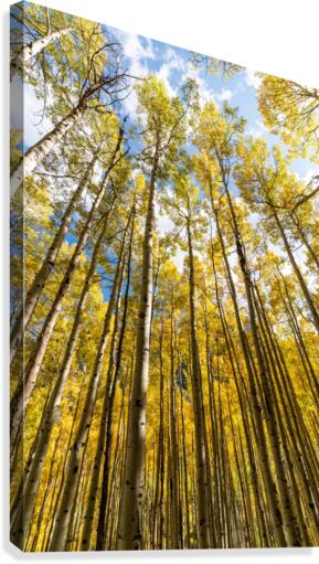 Changing Aspens Canvas Print