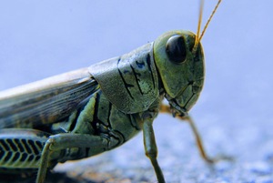 Grasshopper