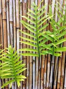 Hawaiian Fern