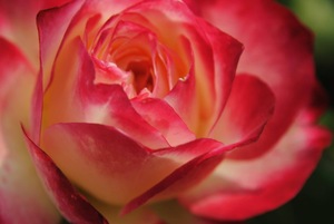 Ombre Rose