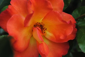 Sherbert Rose