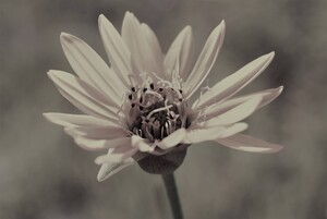 Wild Daisy