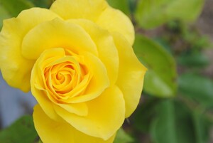 Yellow Rose