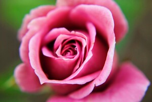 Pink Rose