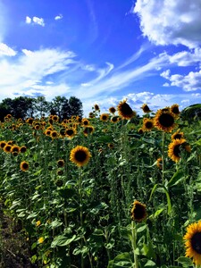 Sunflower Days