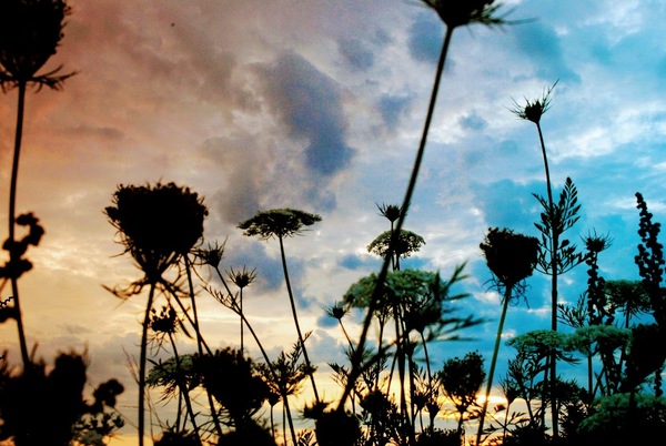 Cotton Candy Sky by Dakota Rocha
