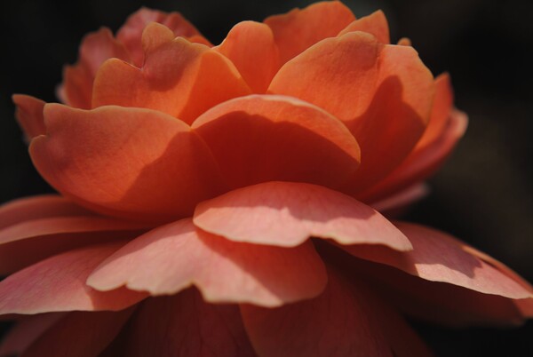 Orange Rose by Dakota Rocha