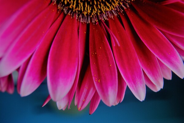 Pink Lady by Dakota Rocha