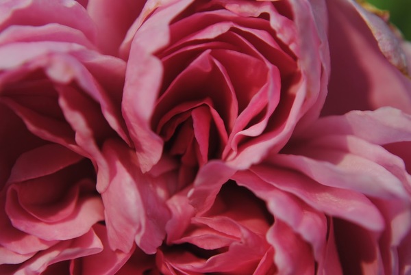 Pink Rose Petals Print