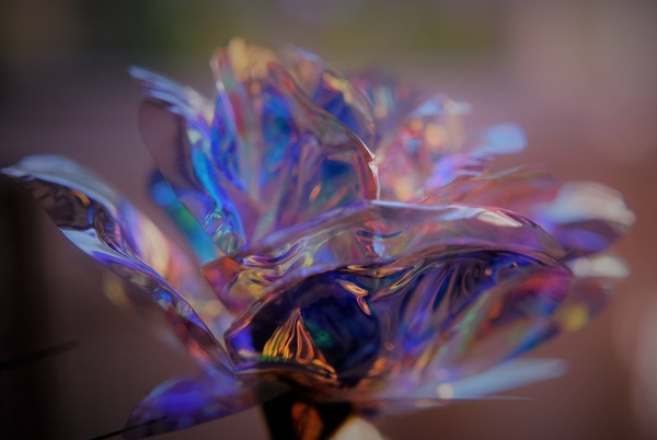 Rose by Dakota Rocha