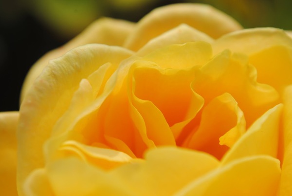 Up Close Yellow Rose Print