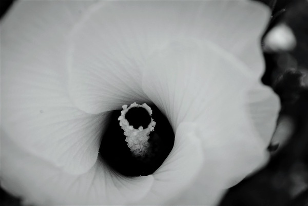 White Flower by Dakota Rocha