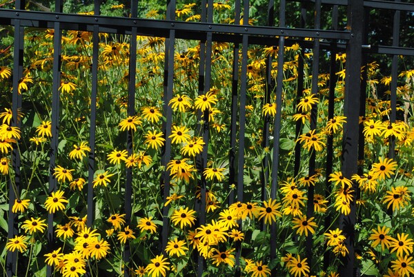 Susan by Dakota Rocha