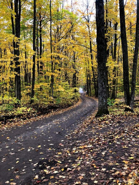 Fall Trail by Dakota Rocha