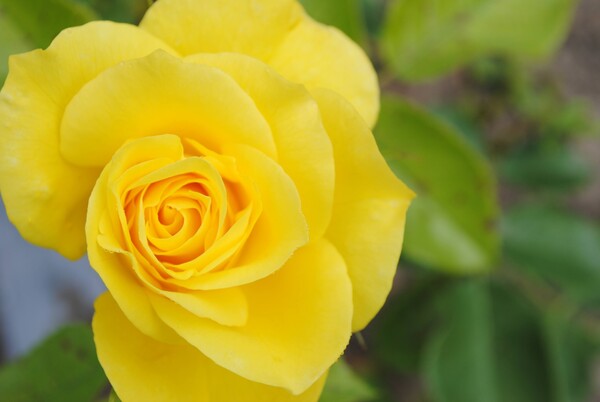 Yellow Rose by Dakota Rocha