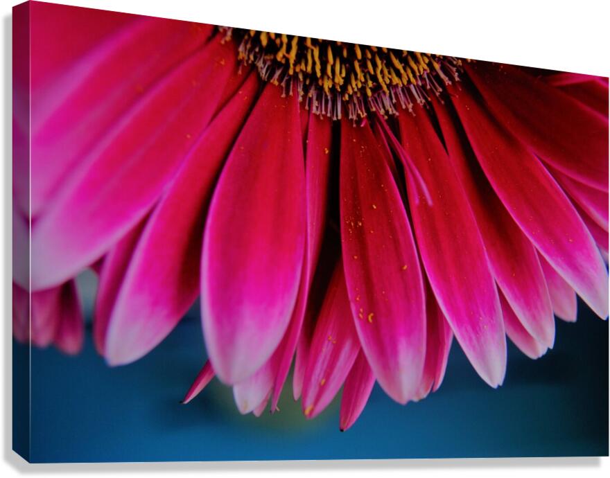 Pink Lady Canvas Print