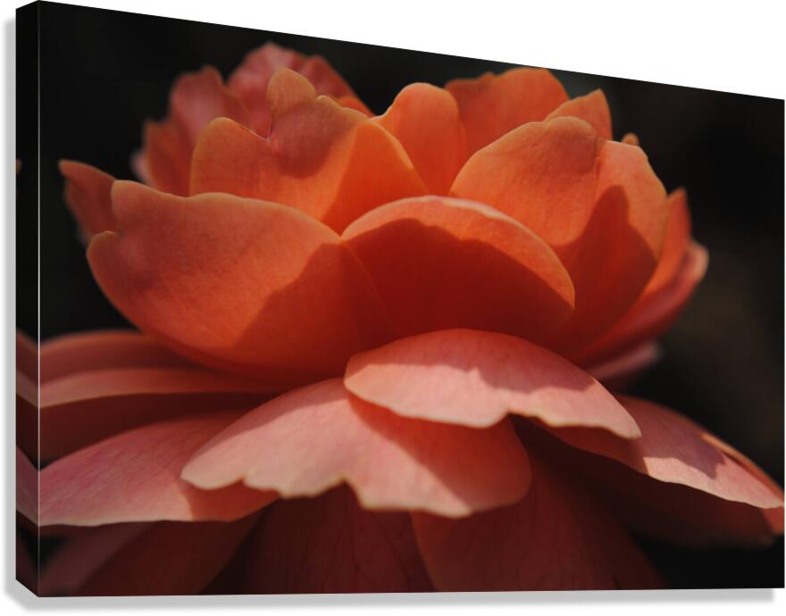 Orange Rose Canvas Print