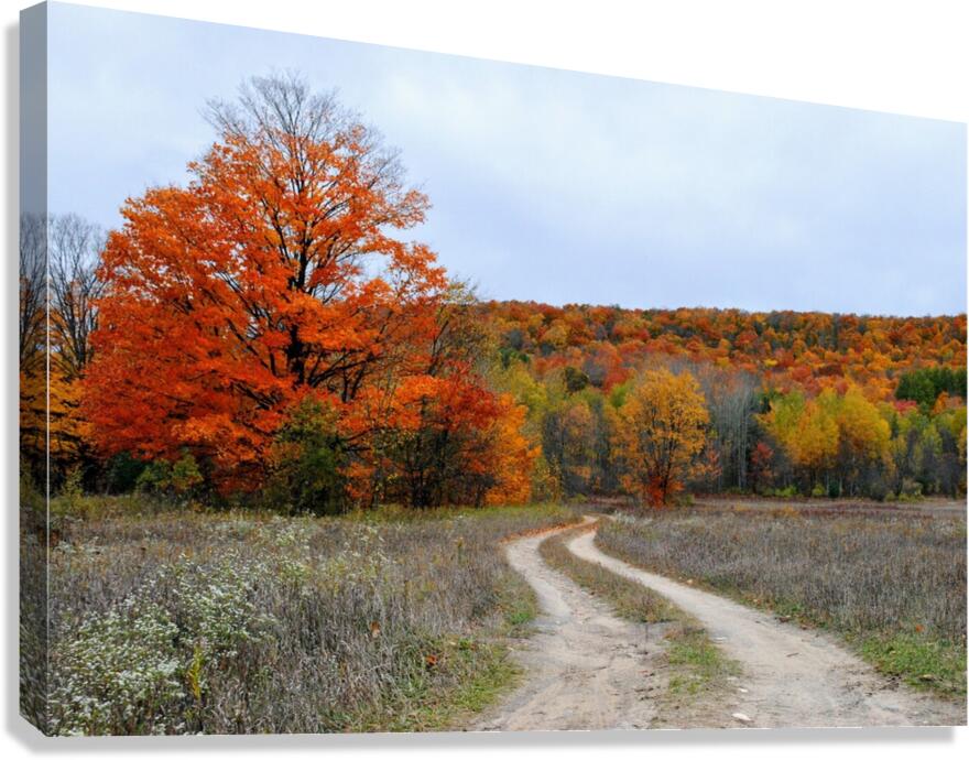 Autumn Road Canvas Print