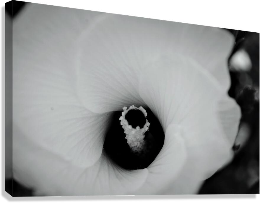 White Flower Canvas Print