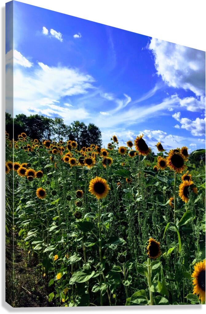 Sunflower Days Canvas Print
