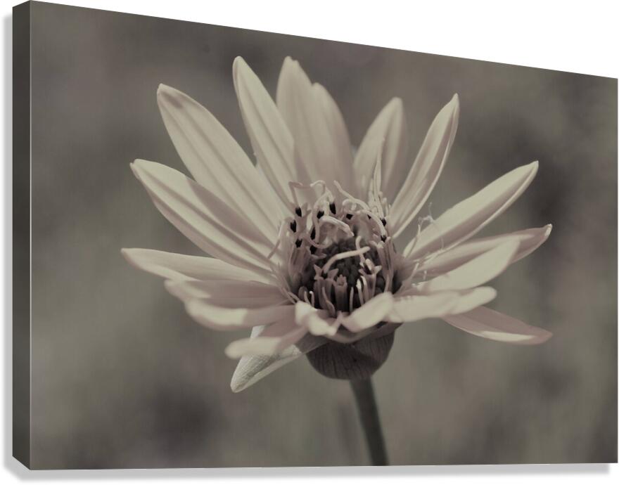 Wild Daisy Canvas Print