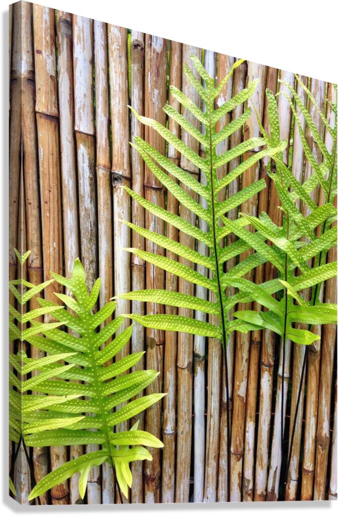 Hawaiian Fern Canvas Print