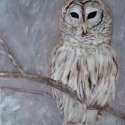 Snow Owl