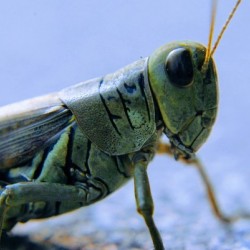 Grasshopper