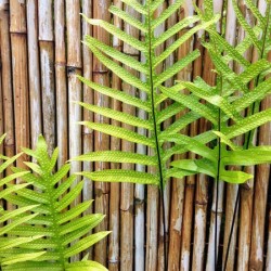 Hawaiian Fern