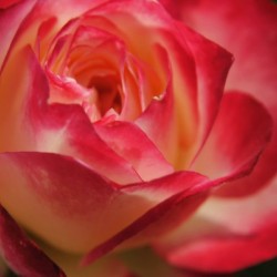 Ombre Rose