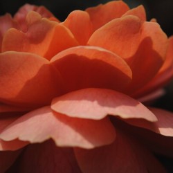 Orange Rose