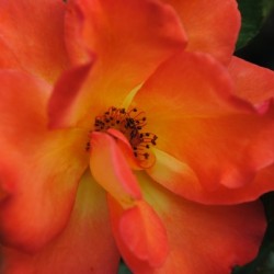Sherbert Rose