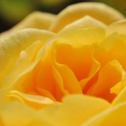 Up Close Yellow Rose