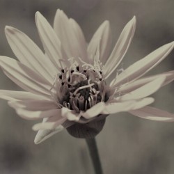 Wild Daisy