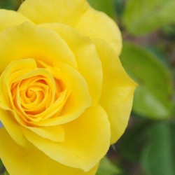 Yellow Rose