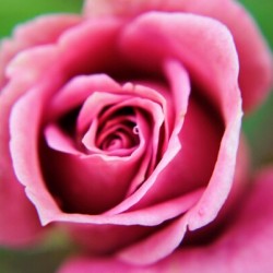 Pink Rose