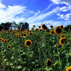 Sunflower Days