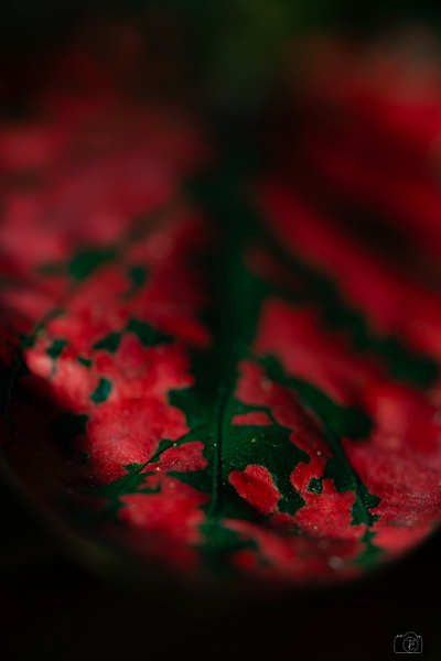 La feuille sombre Print