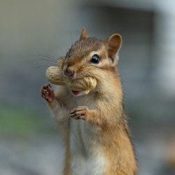 Bobby en flagrant deli