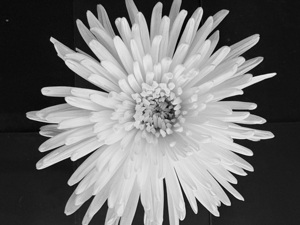 Flower by Genevieve Gagnon