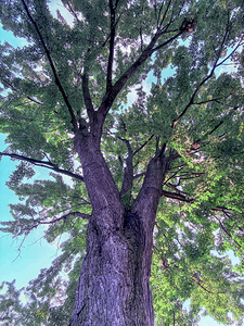 Tree by Genevieve Gagnon